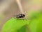 TheÂ houseflyÂ & x28;Musca domestica& x29; is a fly of the suborder Cyclorrhapha, green leaves to sit housefly